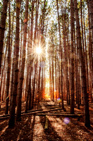 BOYNE CITY: Sun Through the Pines #2828R2