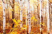 BOYNE CITY: White Birch #0268